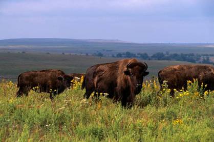 Oklahoma, Nea Pawhuska Tallgrass Prairie Reserve